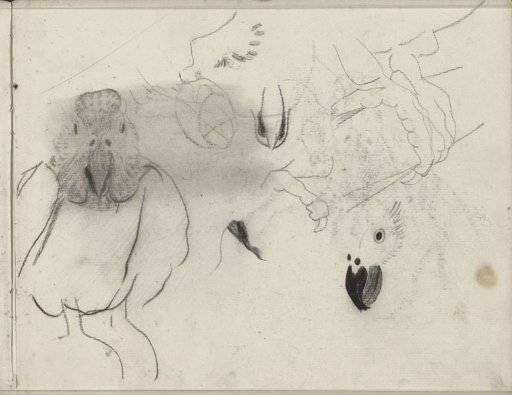 Poultry, including a rooster