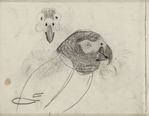 Parrot
