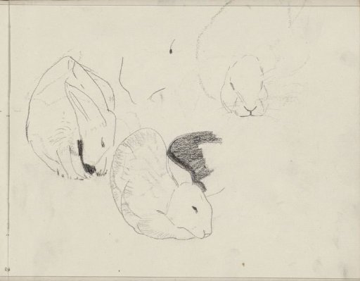 Rabbits