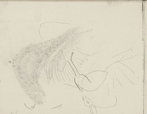Animal, Possibly a Rabbit's Head
