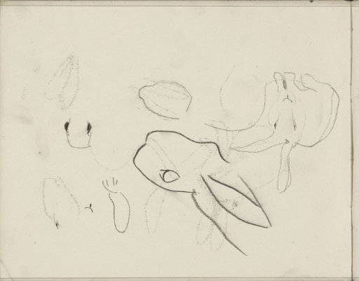 Rabbit and a head of a rabbit