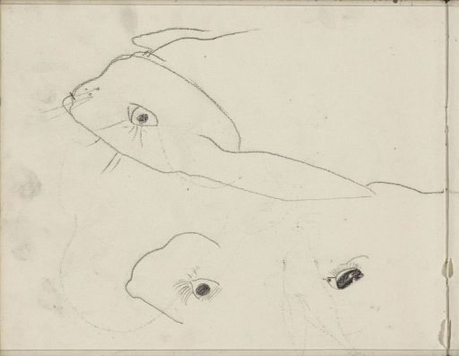 Head and eyes of a rabbit