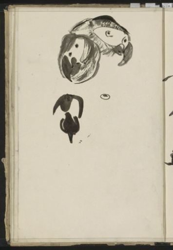 Head of a Parrot