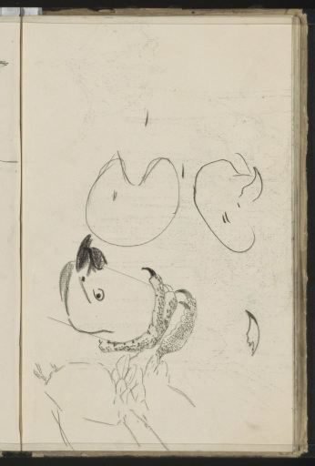 Head of a Parrot