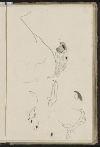 Head and Feet of a Parrot