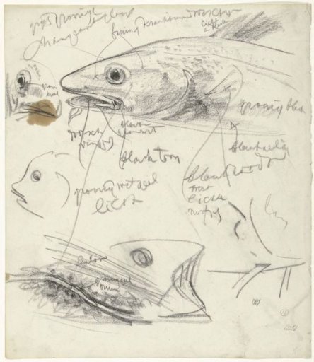 Studies of Fish, with Color Notes