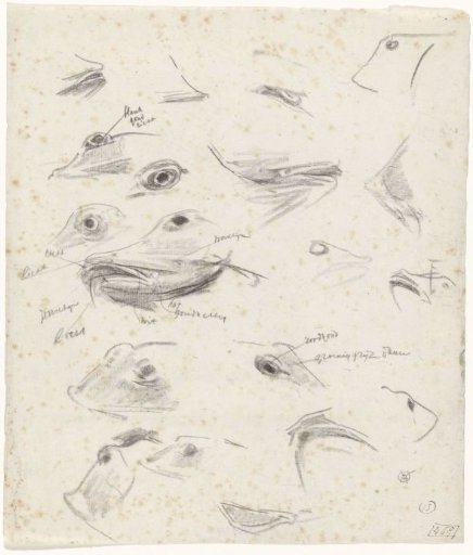 Studies of Pony Heads