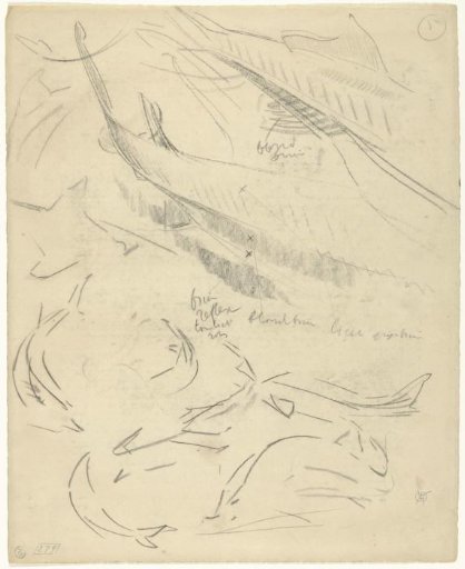 Studies of the Body and Tail of a Sterlet