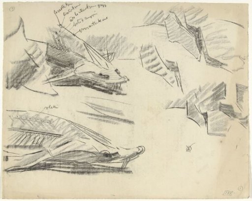 Detail Studies of a Sterlet