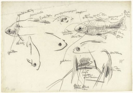 Detail studies of fish, with color notes