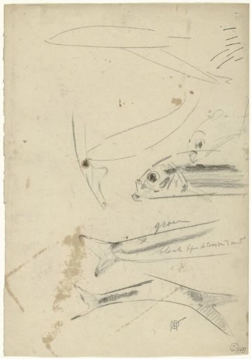 Studies of fish