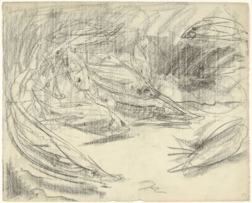 Swimming fish, including a sterlet
