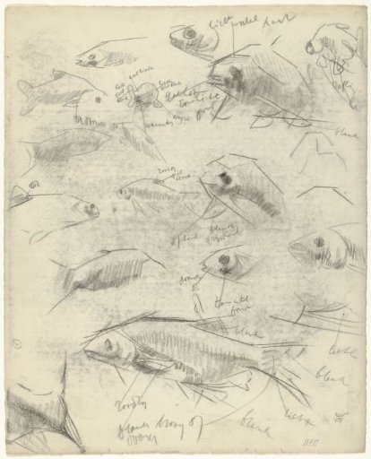 Studies of a fish, with color notes
