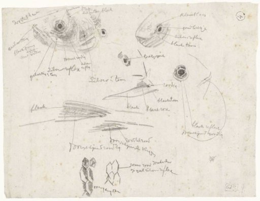 Detail Studies of Fish, with Color Notes