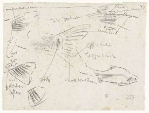 Studies of the Tail of a Fish, with Color Notes