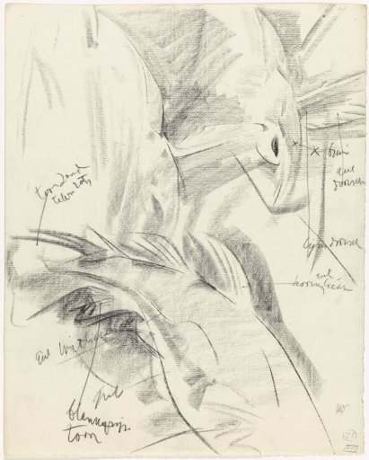 Studies of a fish, with color notes