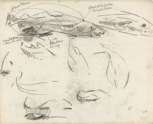 Studies of a fish, with color notes