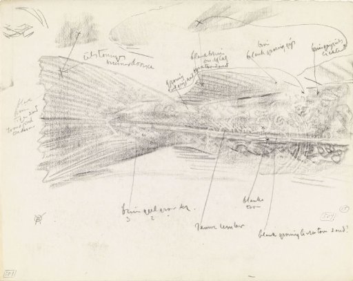 Rear view of a fish, with color notes