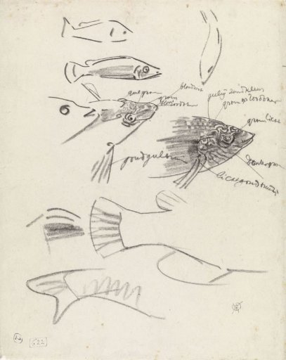 Detail studies of fish, with color notes