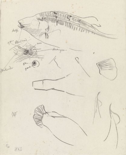 Detail studies of fish, with color notes