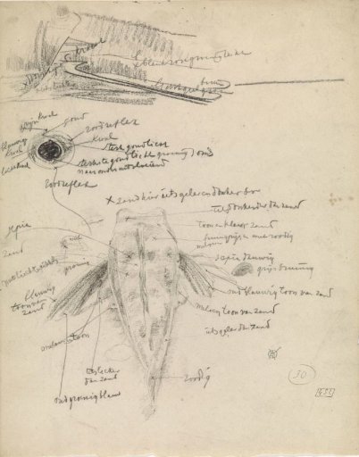 Poon seen from the back and studies of an eye