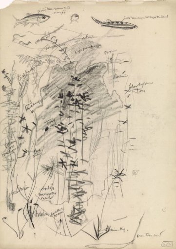 Aquarium with aquatic plants and small fish, with color notes