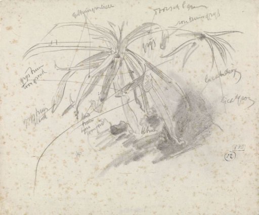 Aquatic plant, with color notes