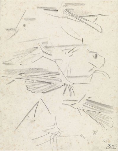 Studies of fins