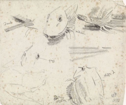Studies of a pike and a sketch of a camel