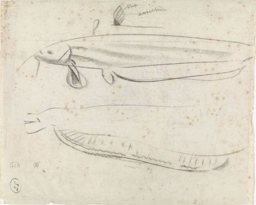 Studies of a sturgeon