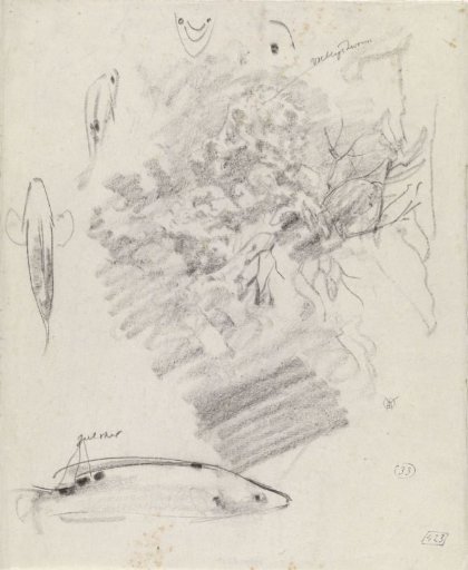 Studies of several fish and a rocky outcrop