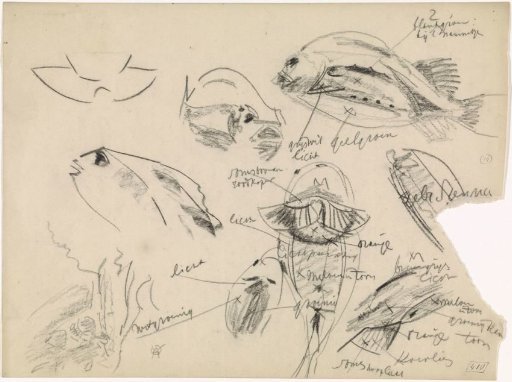 Studies of a sturgeon, with color notes