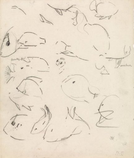 Contour studies of fish