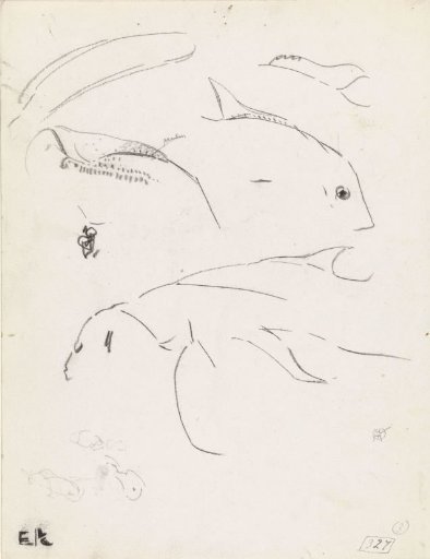 Studies of fish