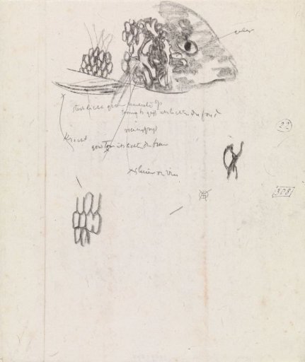Study of a fish's head and scales, with color notes