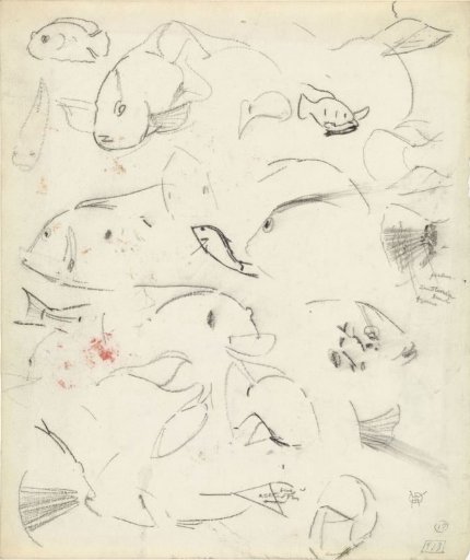 Studies of fish