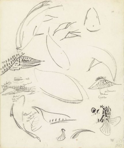Studies of fish