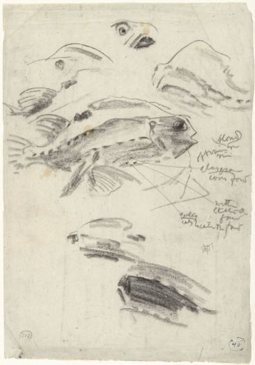 Sturgeon and detail studies
