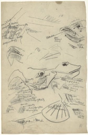 Detail studies of a pike, with color notes