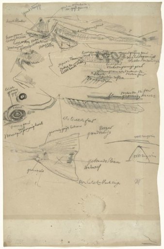 Detail studies of a pike, with color notes