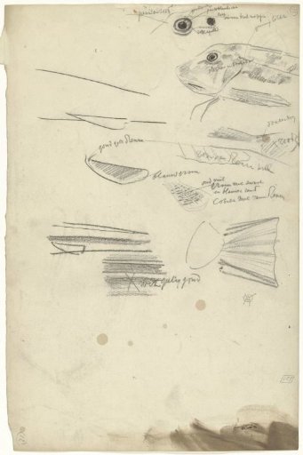 Detail studies of a pike, with color notes