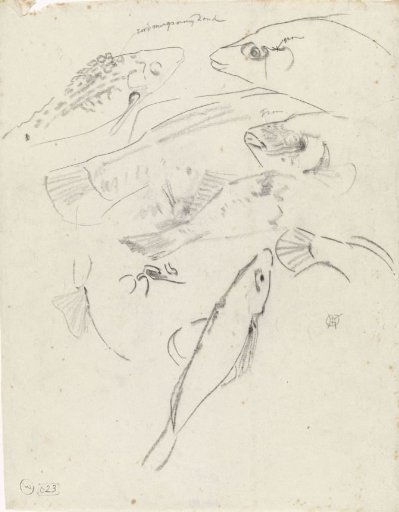 Studies of fish