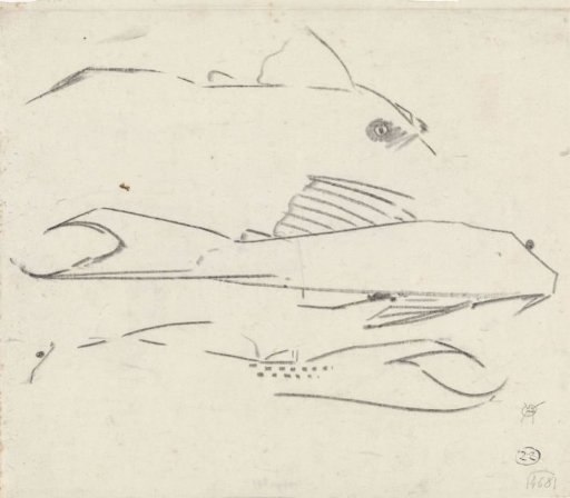 Armored catfish