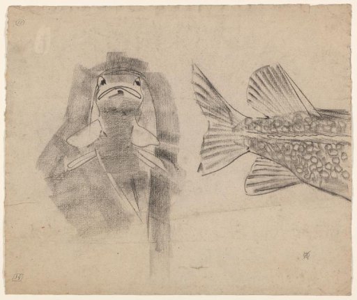Tail and front view of a pike