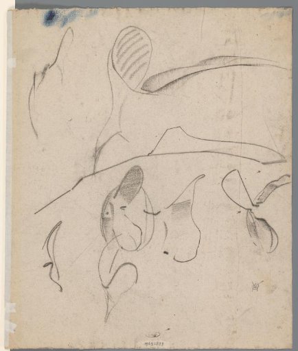 Detail studies of a fish