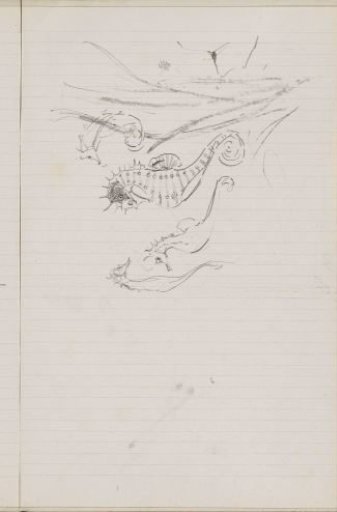 Seahorses