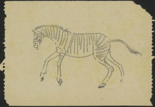 Zebra