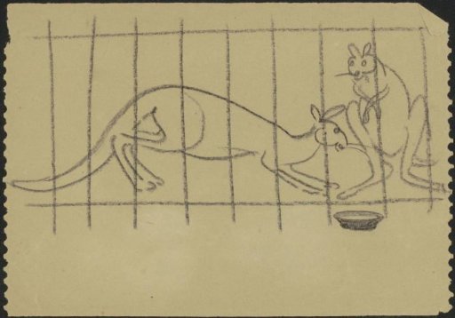 Kangaroos in an enclosure