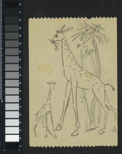 Two giraffes