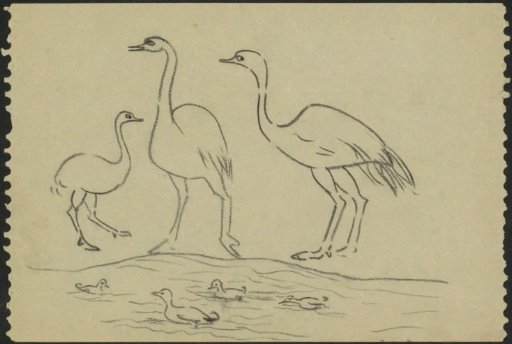Ostriches at a waterside